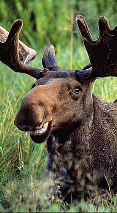 moose.jpeg
